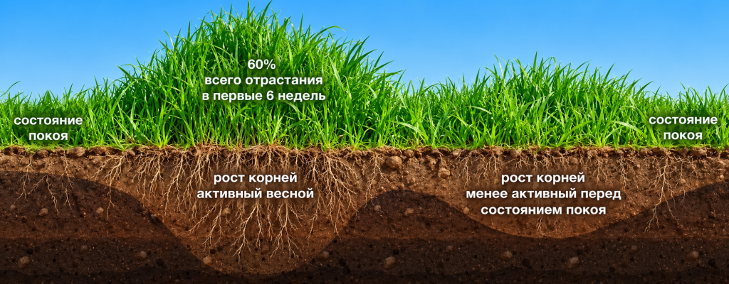 овика 3.png овика 3.png